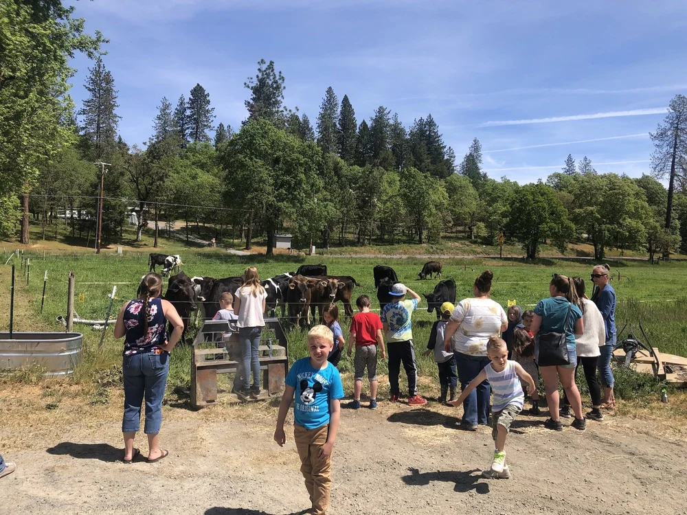 Rogue Creamery's farm